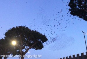 Viterbo - Gli storni a piazzale Gramsci