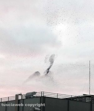 Viterbo - Storni in volo sul quartiere Cappuccini