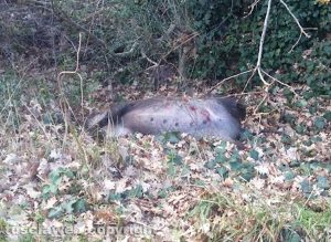 Viterbo - Il cinghiale morto lungo la strada per Belcolle