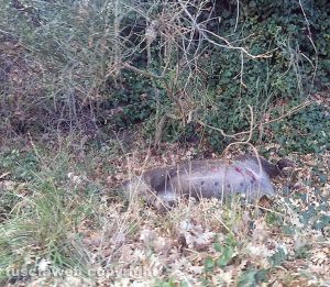 Viterbo - Il cinghiale morto lungo la strada per Belcolle