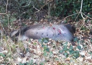 Viterbo – Il cinghiale morto lungo la strada di Belcolle - Tre i capezzoli recisi