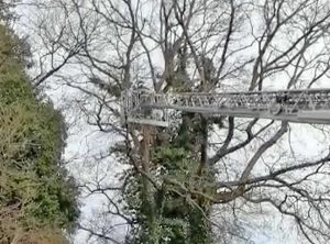 Montefiascone - I vigili del fuoco salvano un gatto bloccato su un albero