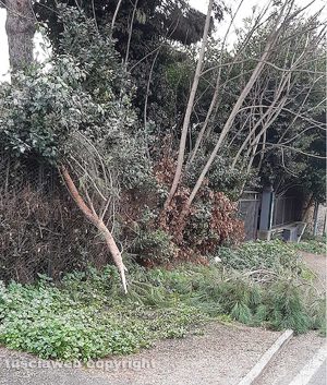 Viterbo - Rami caduti al parcheggio di via delle Fortezze