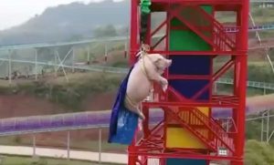 Cina - Maiale lanciato col bungee jumping