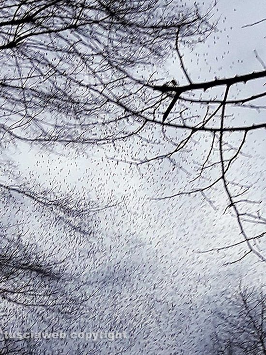 Viterbo - Invasione di storni a viale Trento - Foto di Assunta Ricci