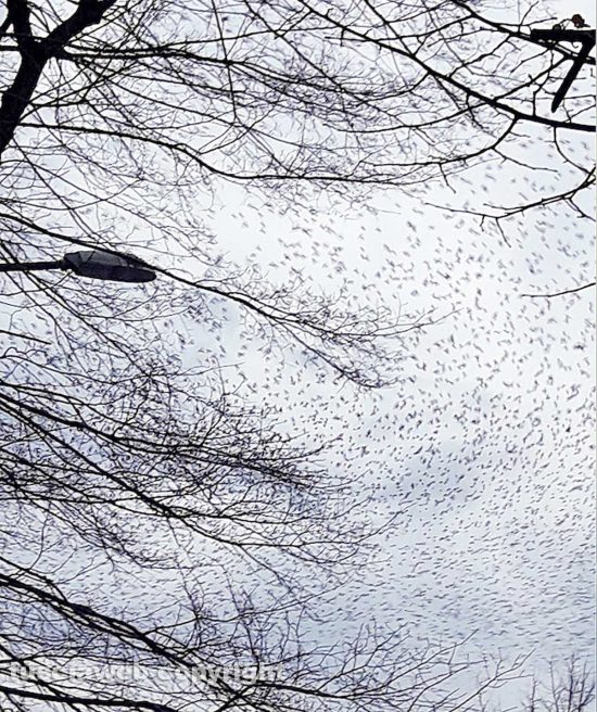 Viterbo - Invasione di storni a viale Trento - Foto di Assunta Ricci