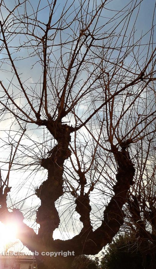 Luci d'inverno - Foto di Assunta Ricci