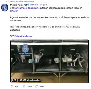 La polizia spagnola libera centinaia di cagnolini