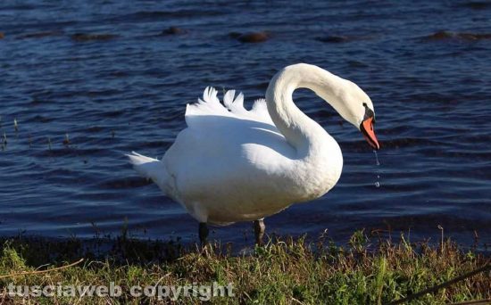 Un cigno a Capodimonte