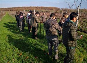 Bagnoregio - Istituto Omnicomprensivo “F.lli Agosti” - La potatura nel vigneto