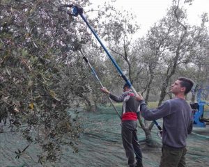 Bagnoregio - L'Istituto Omnicomprensivo “F.lli Agosti” - La raccolta delle olive