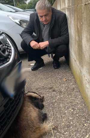 Viterbo - Il sindaco Arena salva un tasso ferito