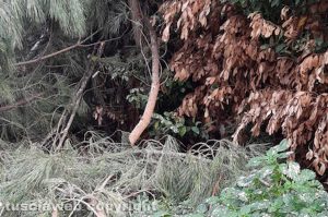 Viterbo - Incuria in via delle Fortezze