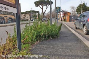 Viterbo - Erbacce lungo via Vicenza
