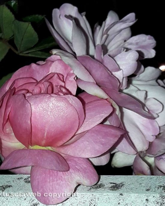 Fiori d'inverno