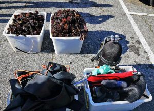 Civitavecchia - I ricci di mare sequestrati