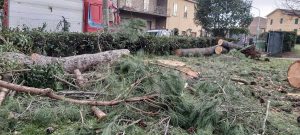 Albero caduto nella villa comunale