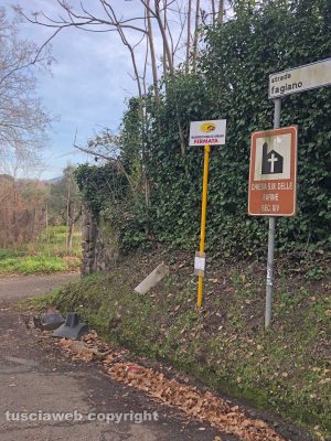 Viterbo - Volpe morta in strada Fagiano