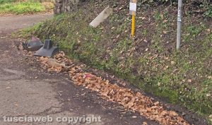 Viterbo - Volpe morta in strada Fagiano