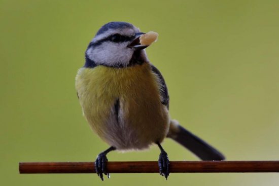 Cinciarella