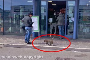 Anche un gatto in coda al negozio di alimenti per animali sulla Cassia Nord