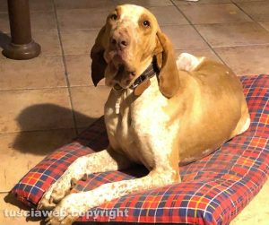 Un bracco italiano