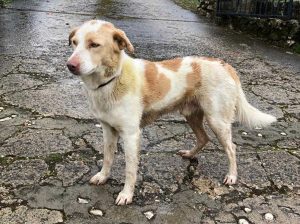 Bassano in Teverina - Trovato cane sulla sp Ortana