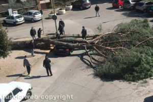 Vetralla - Pino crolla e si schianta su un'auto in corsa