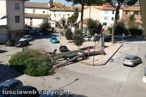 Vetralla - Pino crolla e si schianta su un'auto in corsa