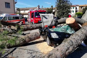 Vetralla - Pino crolla e si schianta su un'auto in corsa