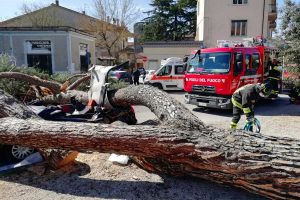 Vetralla - Pino crolla e si schianta su un'auto in corsa