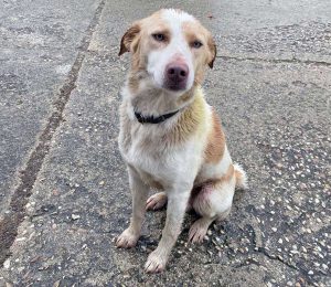 Bassano in Teverina - Trovato cane sulla sp Ortana