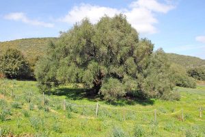Un albero monumentale