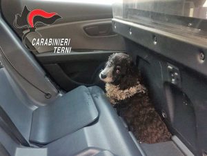 Terni - Carabinieri - La cagnolina salvata sulla E-45