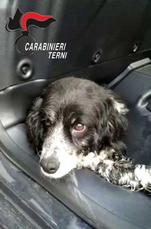 Terni - Carabinieri - La cagnolina salvata sulla E-45