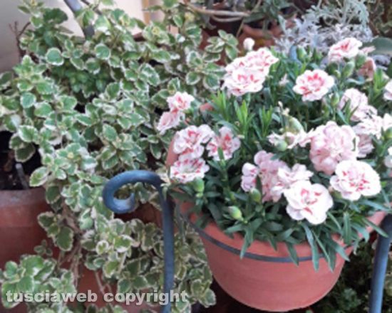 Il giardino sul balcone
