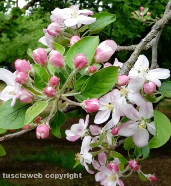 Melo in fiore