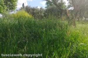Viterbo - Incuria al parco delle Querce