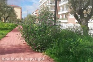 Viterbo - Incuria al parco delle Querce