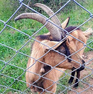 Vetralla - Una delle caprette accudite dai volontari