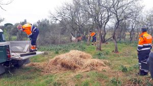 Vetralla - I volontari portano da mangiare alle capre