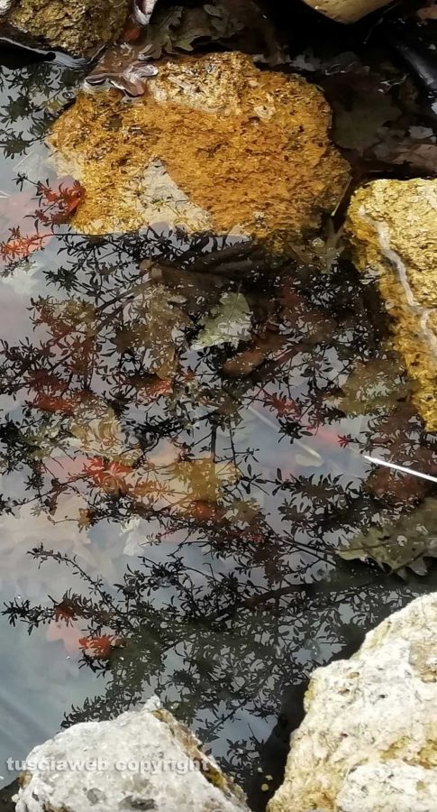 Riflessi nell'acqua