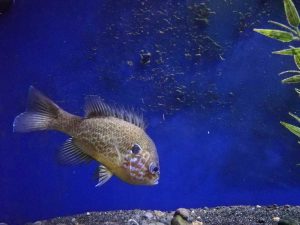 Acquario di Bolsena