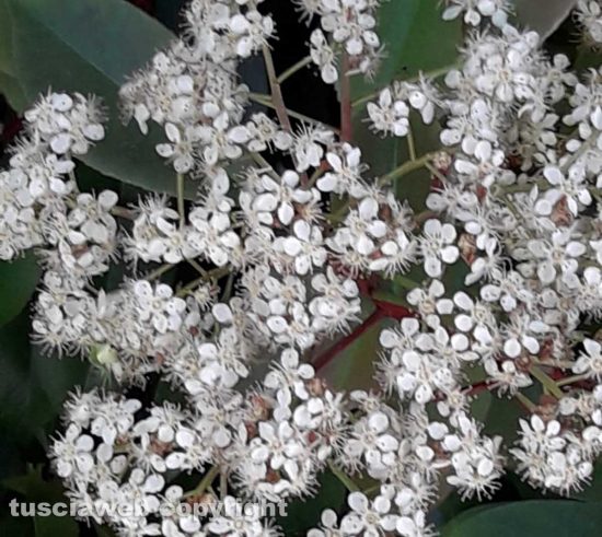 Photinia in fiore