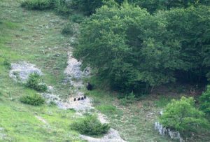 Parco nazionale la foto della femmina di orso marsicano con i cuccioli scattata dal servizio sorveglianza