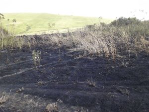 Incendio di sterpaglie