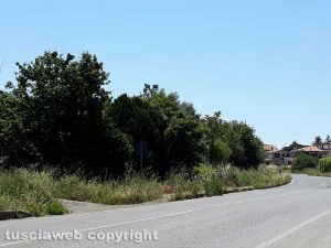 Viterbo - Erbacce sul marciapiedi della Teverina