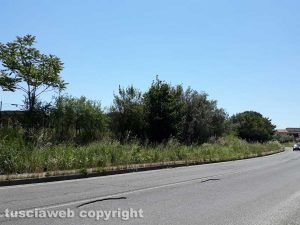 Viterbo - Erbacce sul marciapiedi della Teverina