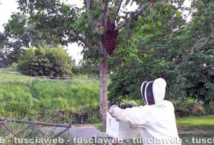 Viterbo - Nido di api nel parco della Grotticella