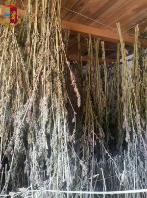 Sutri - Le piante di marijuana